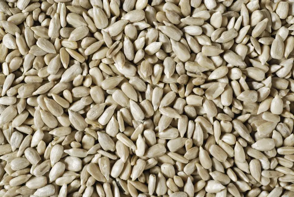 close up of sunflower seeds