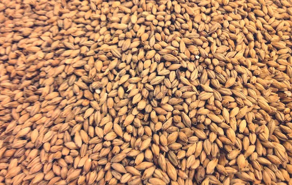 Dried barley