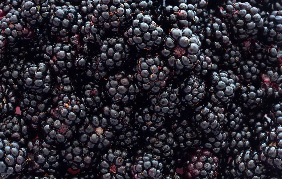 blackberries