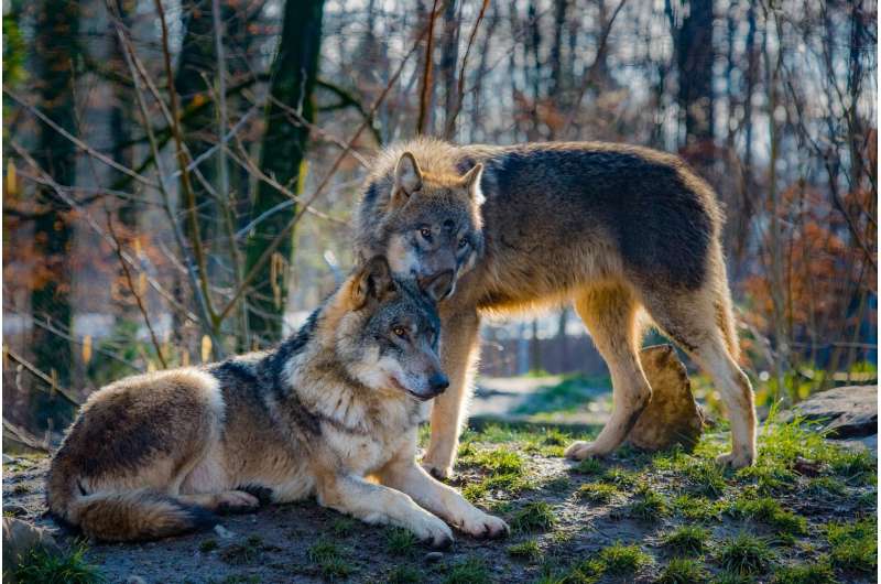 Idaho wolves will not return to endangered species list, Fish and Wildlife Service rules