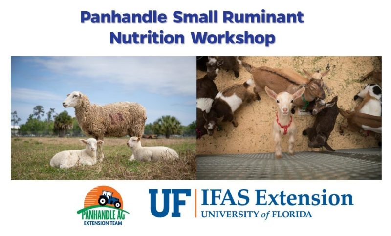 Panhandle Small Ruminant Nutrition Workshop