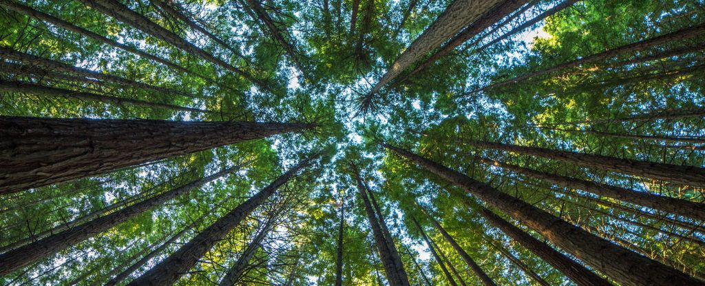 Forests Break a Mesmerizing Law Found Throughout Nature