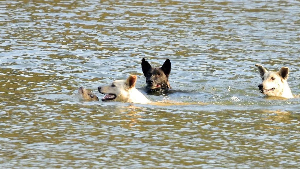 In Nilgiris, feral dogs around sanctuaries threaten wildlife, increase negative human-animal interactions