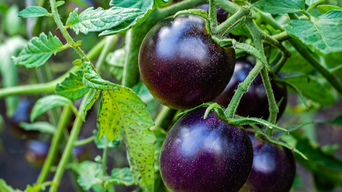 The Revolutionary Purple Tomato: A New Chapter in Genetically Modified Foods