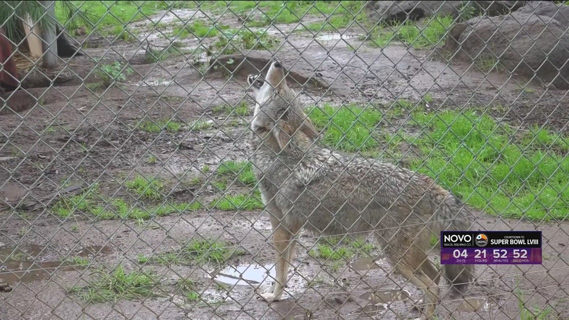 San Diego Humane Society Project Wildlife response during the storms