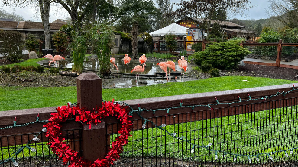 Enjoy a wild Valentine’s dinner with animals at the Wildlife Safari