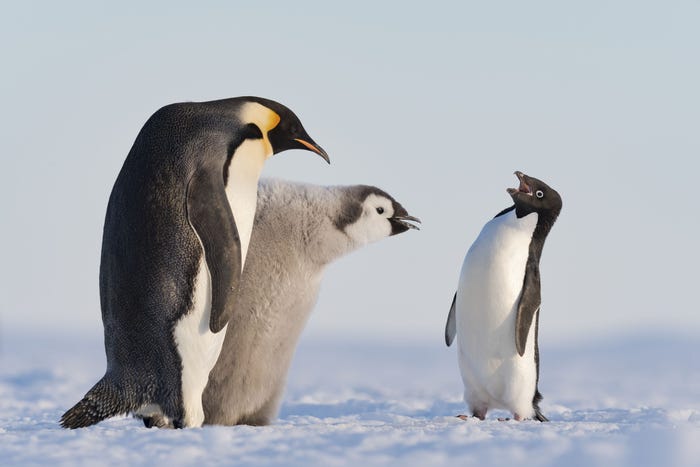 25 award-winning photos from the Wildlife Photographer of the Year contest show the beauty and fragility of animals in the wild