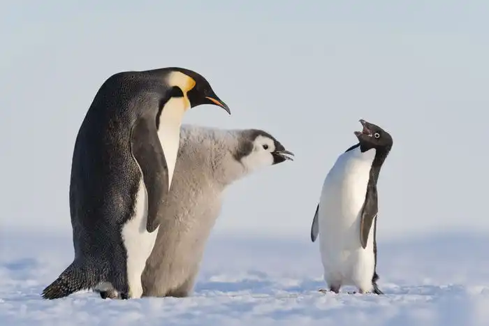 An Adélie penguin approaches an emperor penguin and its chick during feeding time in Antarctica's Atka Bay.