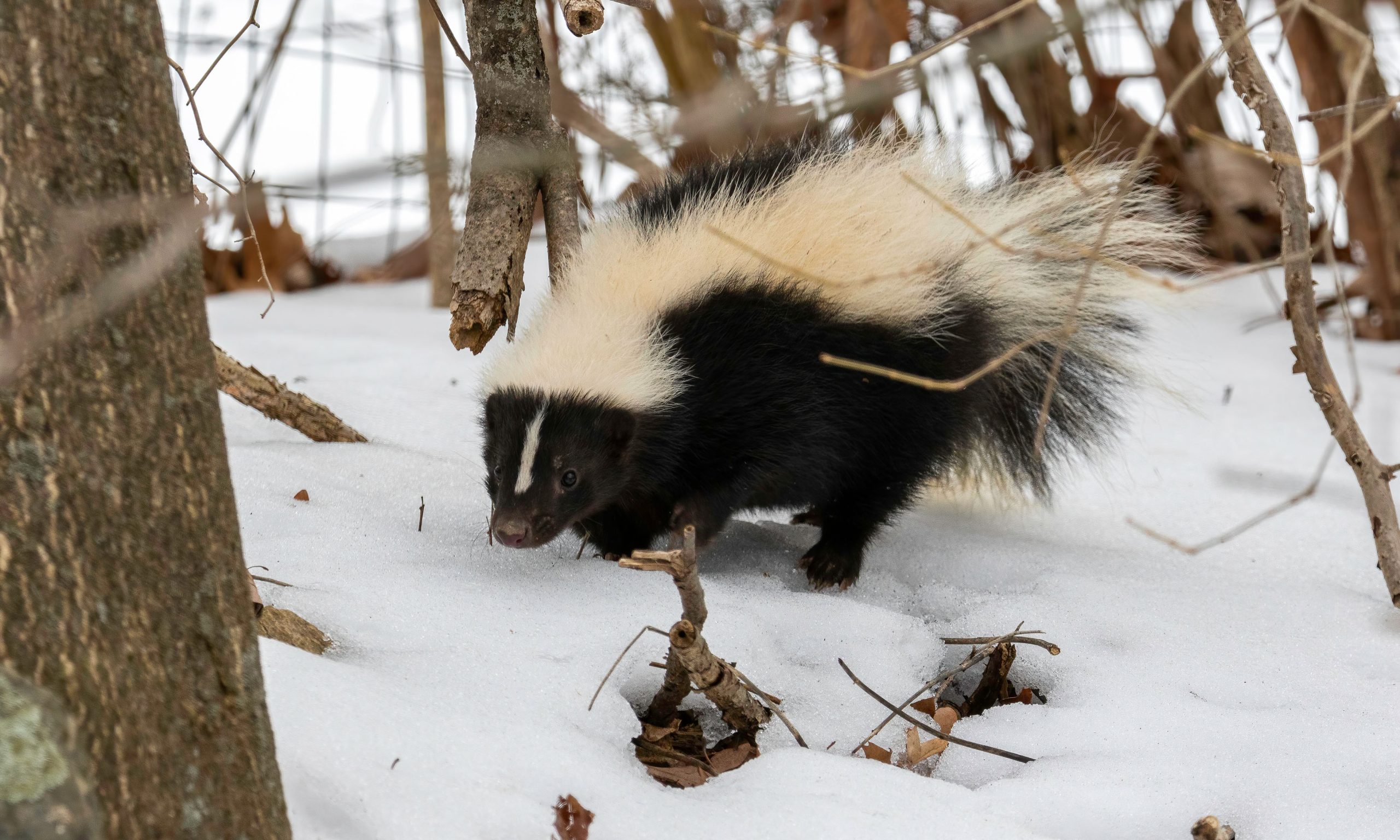 Five animals who may have a worse Valentine’s Day than you