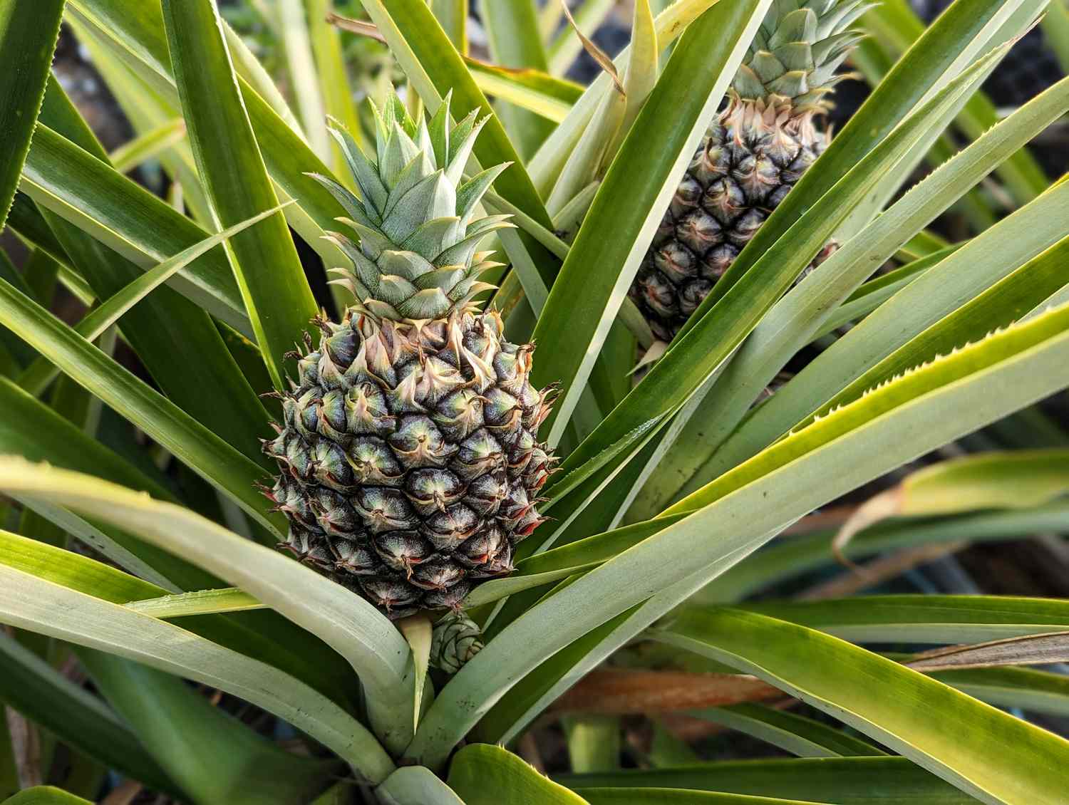 Surprising Benefits of Pineapple