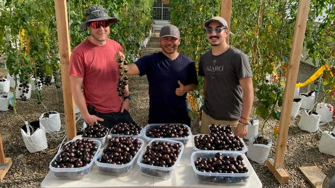 Trays of purple tomatoes.