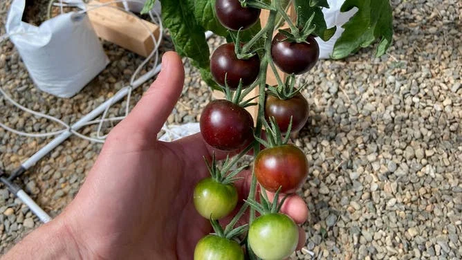 Purple tomatoes ripening on the vine.