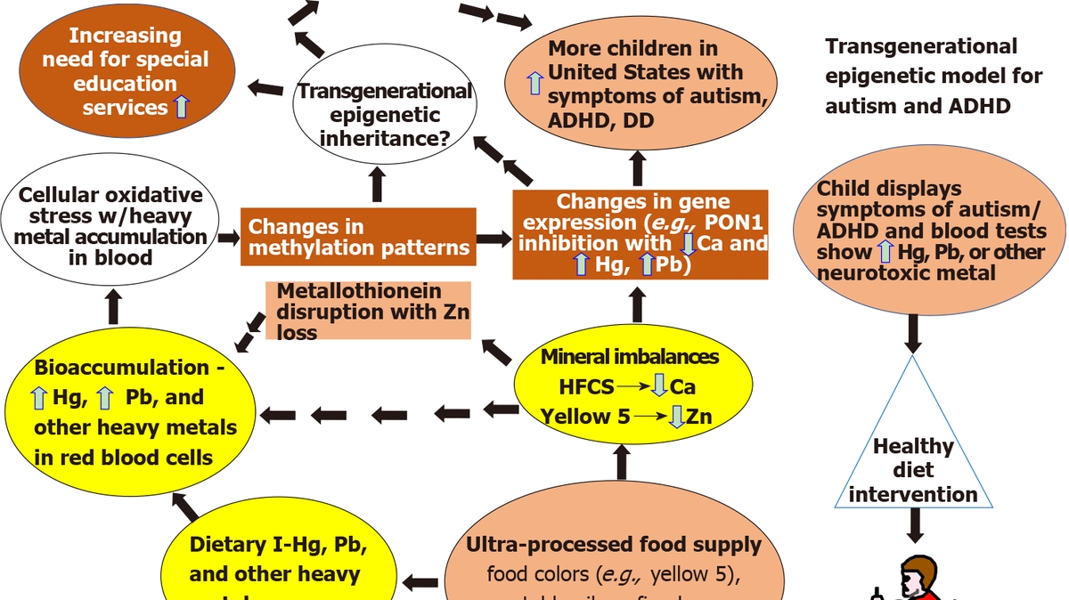 Understanding Nutritional Epigenetics: A Powerful Tool in Mitigating Autism and ADHD Through Dietary Changes