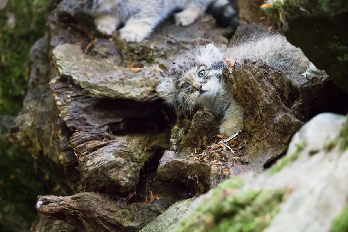 Pallas cat guide: where do they live, what do they eat – and how do these cats cope with the cold?