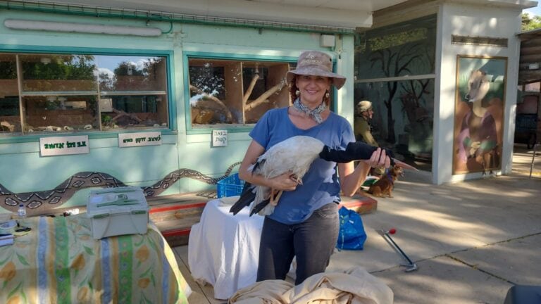 Injured wildlife receive lifesaving ambulance rides to the vet