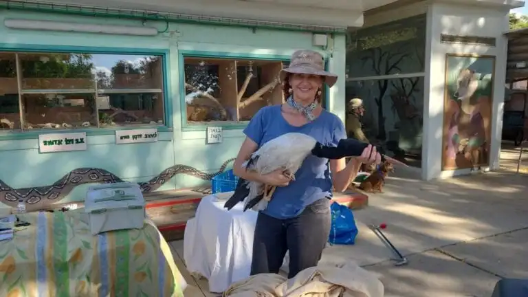 Lany Rosenberg, accompanied by soldiers, evacuates a stork from a petting zoo in Kibbutz Beâ€™eri a few days after the kibbutz was attacked. Photo by Shachar Kara