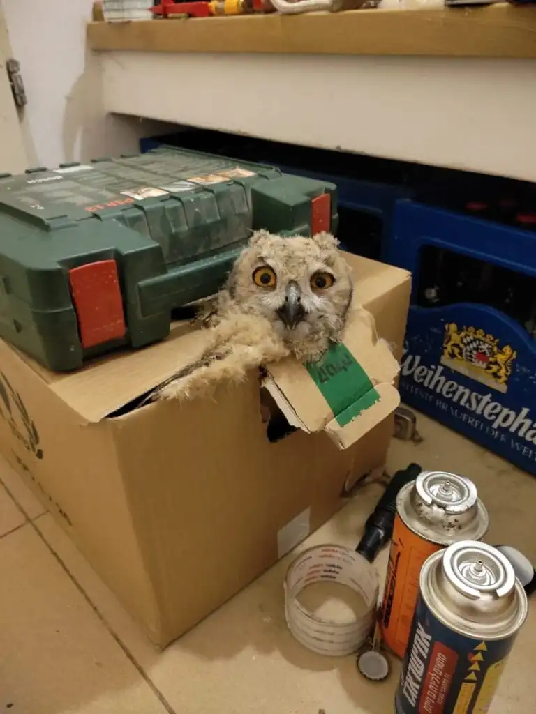 A soldier serving in northern Israel found this horned owl fledgling abandoned on the ground and passed him on to a Haibulance volunteer. Photo by Amit Almog