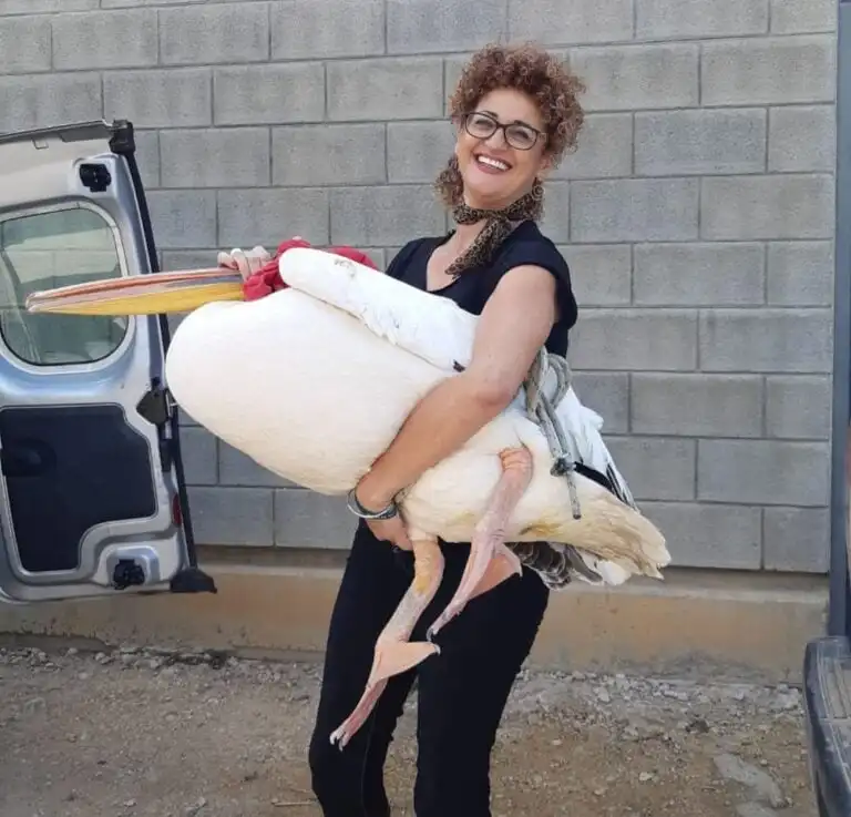 Lany Ilana Dekel Rosenberg with a pelican that was found shot and exhausted at sea by maritime patrol and taken for treatment at the wildlife hospital. Photo by Yaniv Levy Paz