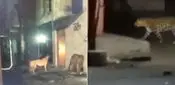Indore news: इंदौर में तेंदुए की चहलकदमी के Video Viral, वन विभाग ने किया ये दावा