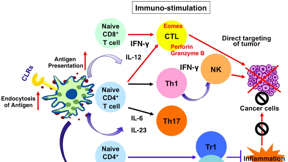 Understanding the Role of Lectins in Cancer Nutrition: Insights and Considerations