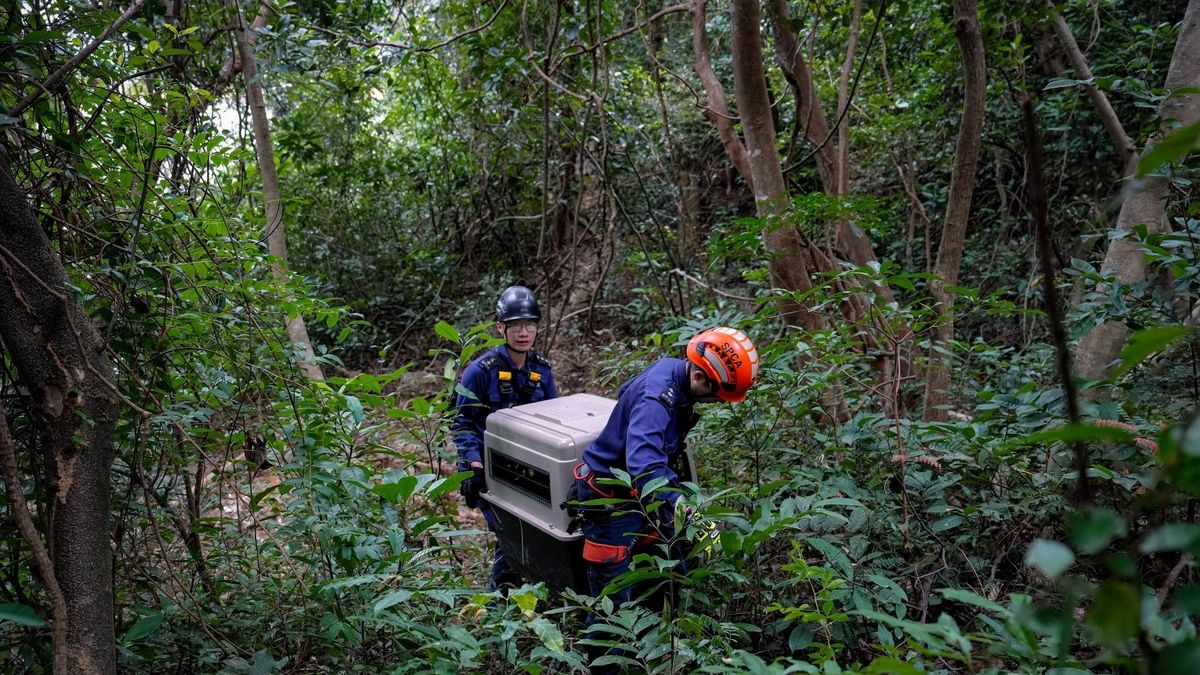 Illegal Animal Traps in Hong Kong: A Growing Crisis and the Battle…