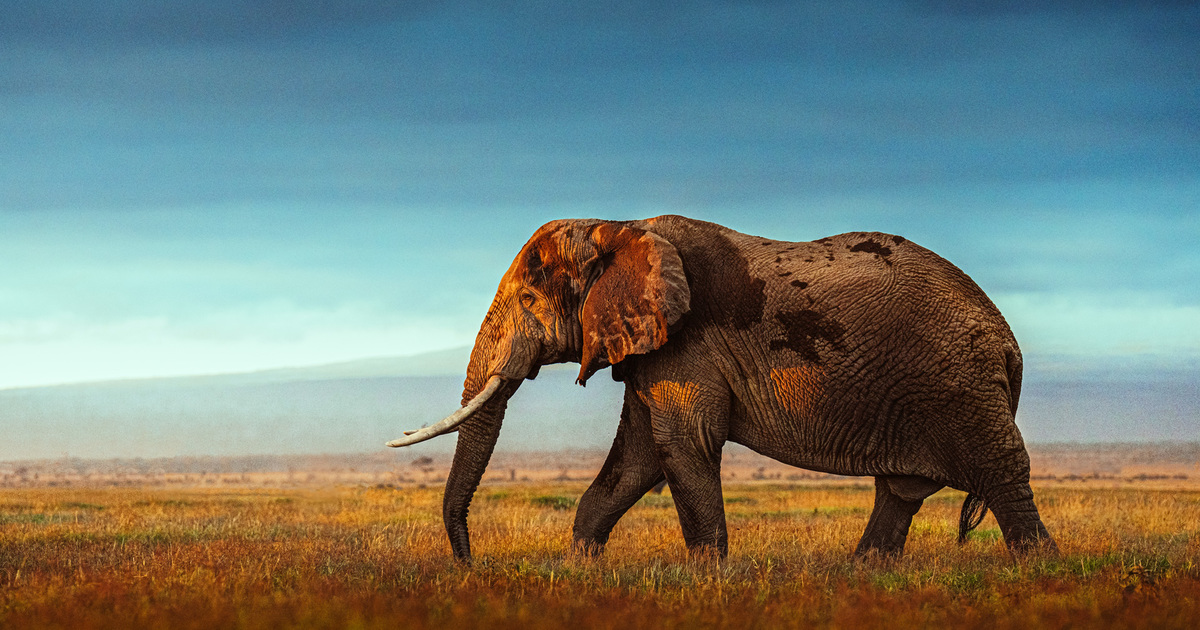 20 of the most endangered animals and wildlife in Africa