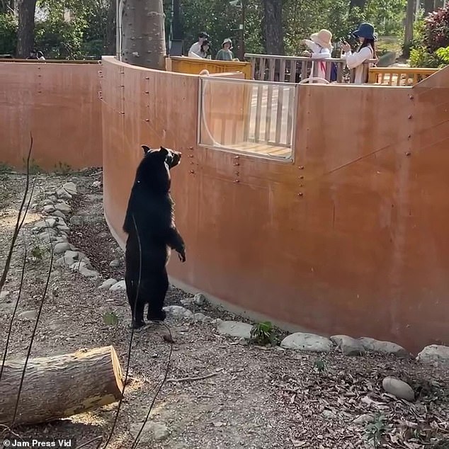 Zoo in Taiwan denies its prized black bears are ‘staff in costumes’