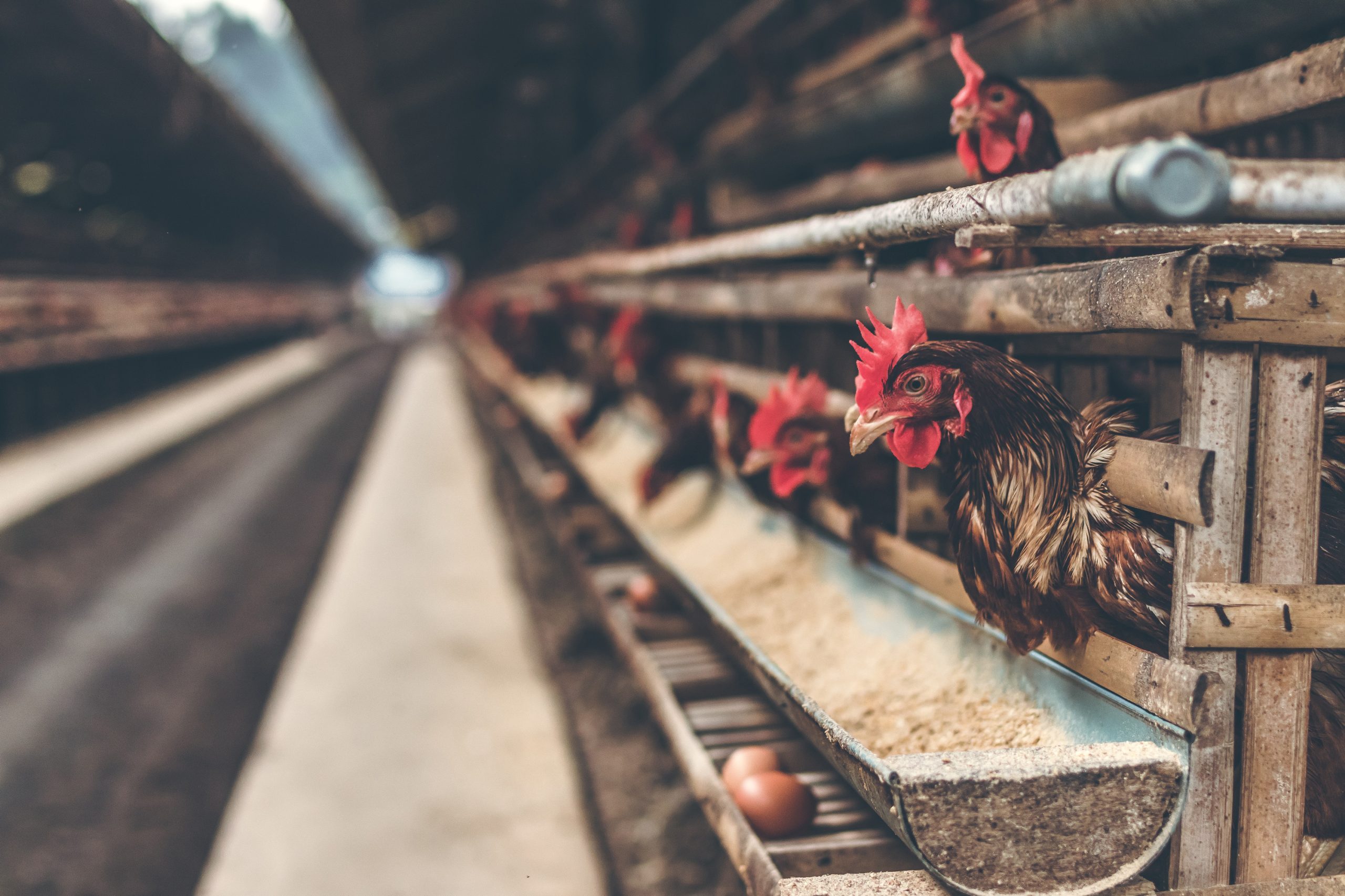 Is Chicken Healthy? Why the Truth May Surprise You