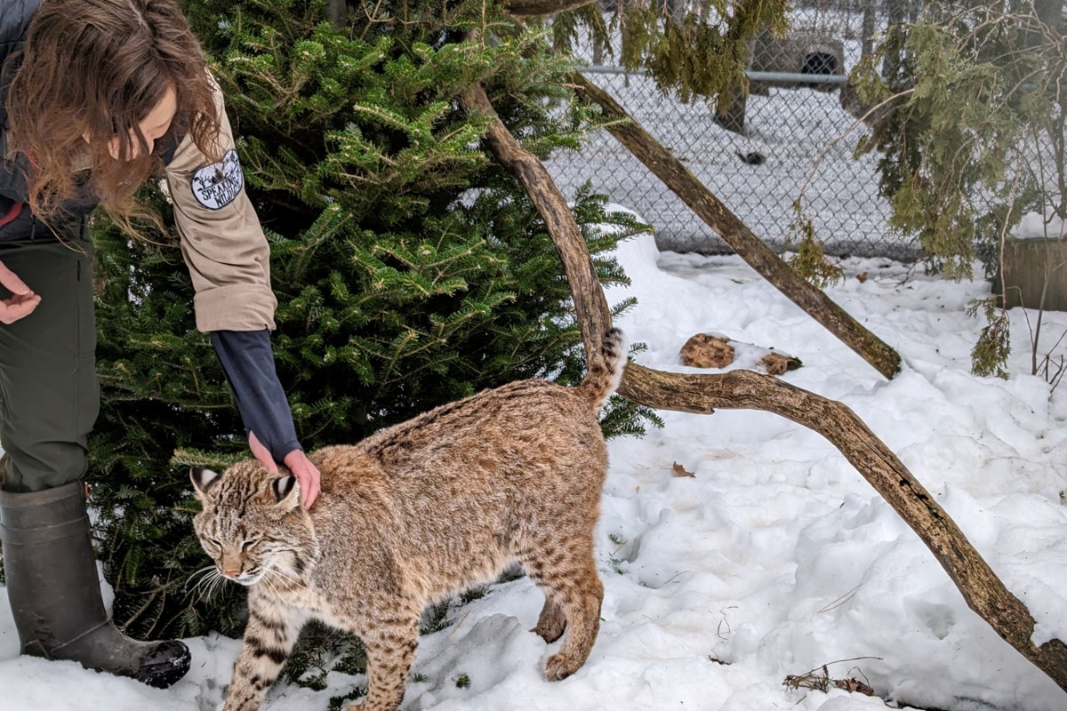 ‘Leap of faith’: Severn wildlife sanctuary a labour of love for owner