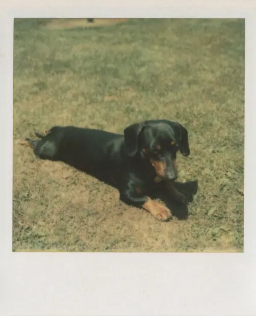 A photograph by Andy Warhol of a dog laying on grass.