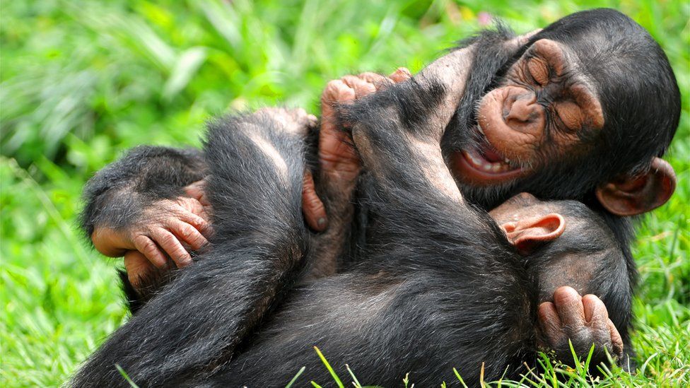 Wildlife: Apes playfully tease and prank each other – just like humans do