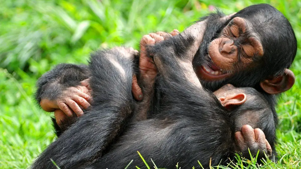 Chimpanzees playing