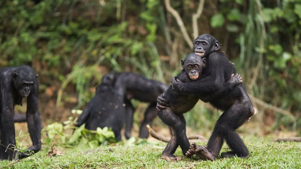 Bonobos hugging