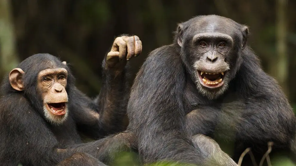 chimps appearing to laugh