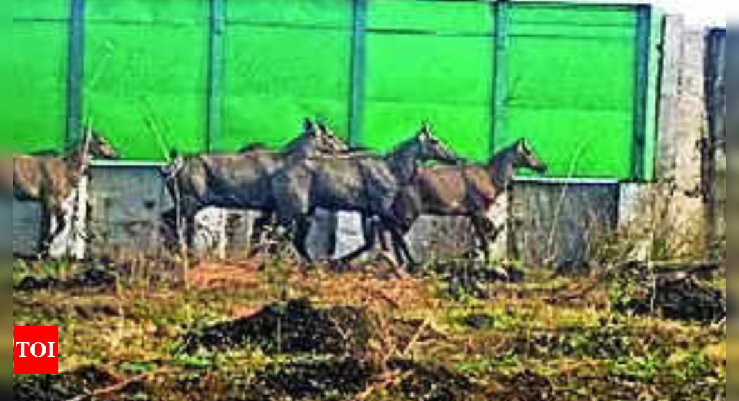 Leopard, nilgai, porcupine, boar among wildlife using Samruddhi overpasses | Mumbai News