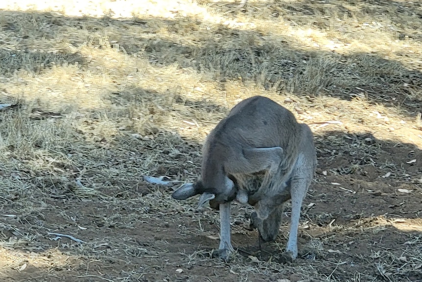 Native animals may ‘start dying’ as Australia weathers extreme temperatures. But there are ways we can help