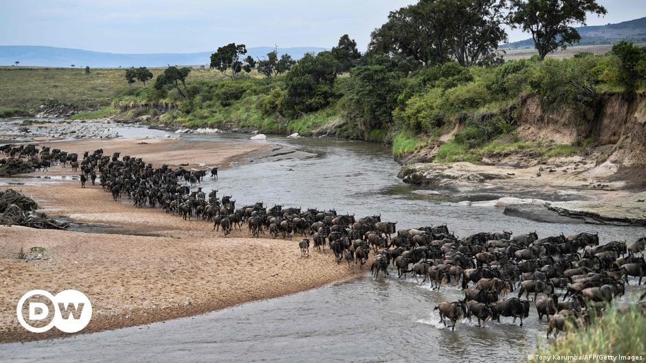 Migratory wildlife in shocking decline, UN report reveals