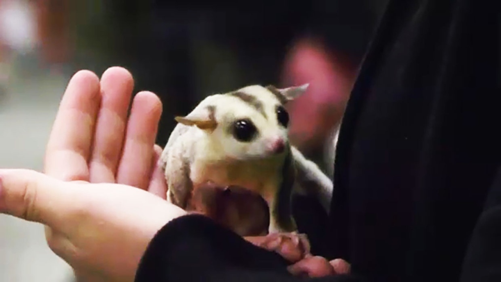 Exotic rescue animals stars of Wildlife Festival at Stampede Park