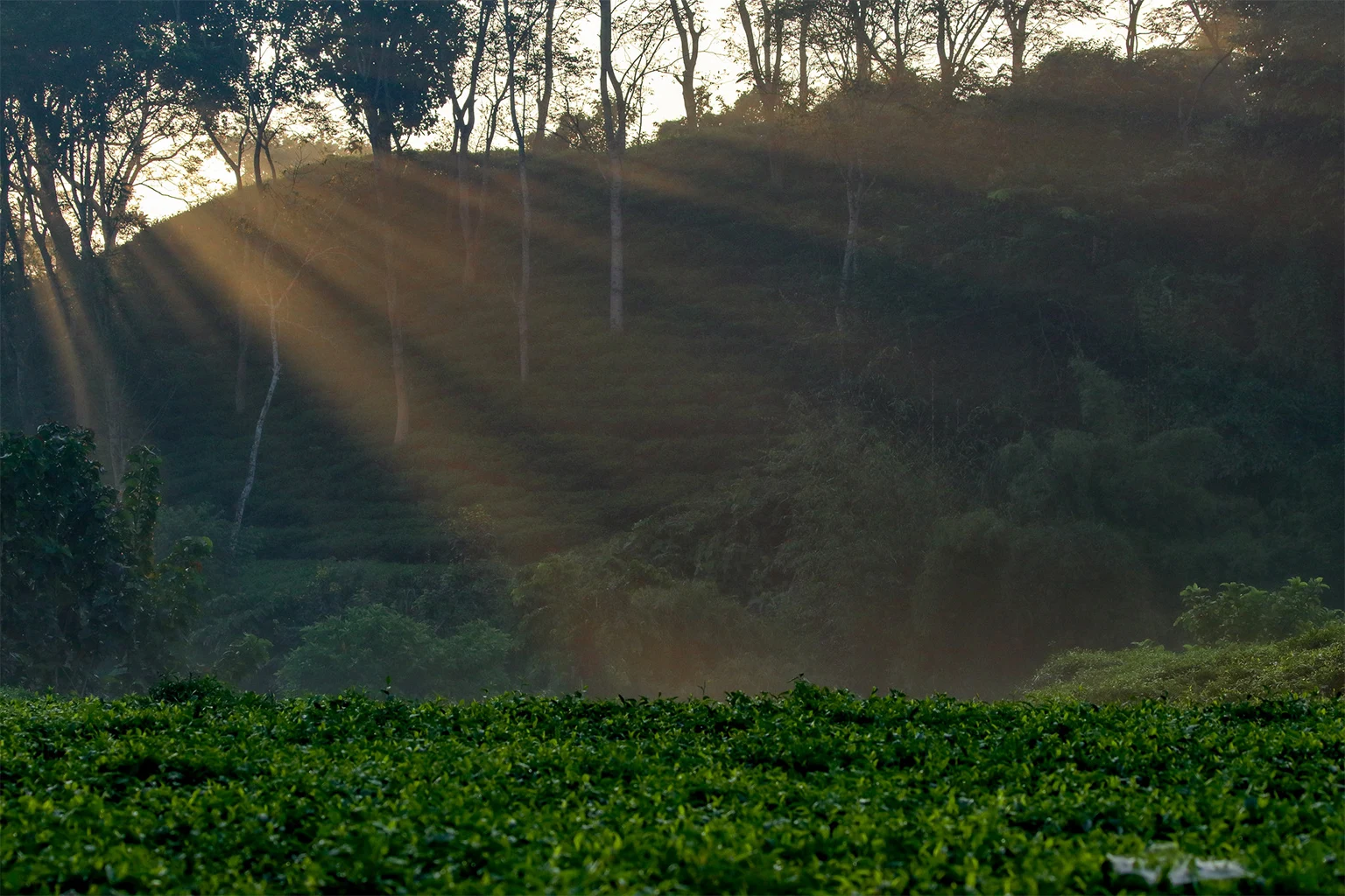 A tea plantation in Chittagong, Bangladesh