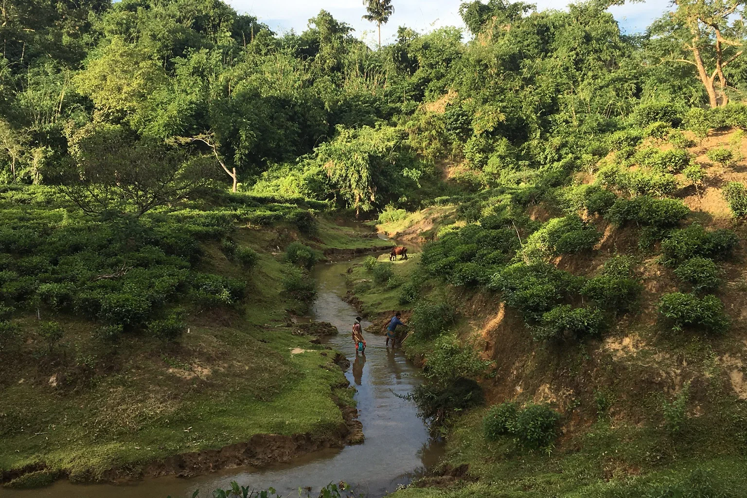 A stream flowing through a tea plantation in Sylhet. 