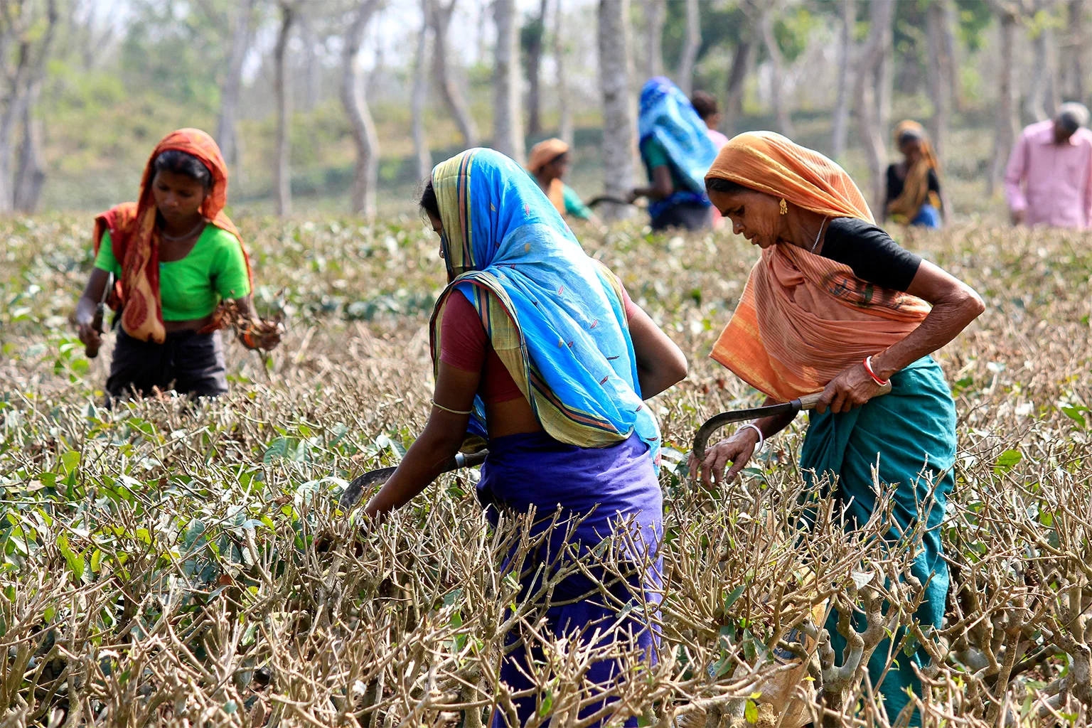 Plantation workers trimming tea plants in Sreemangal, Sylhet. 