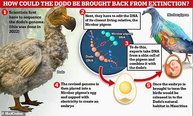 Inside the ambitious plan to ‘de-extinct the Dodo’