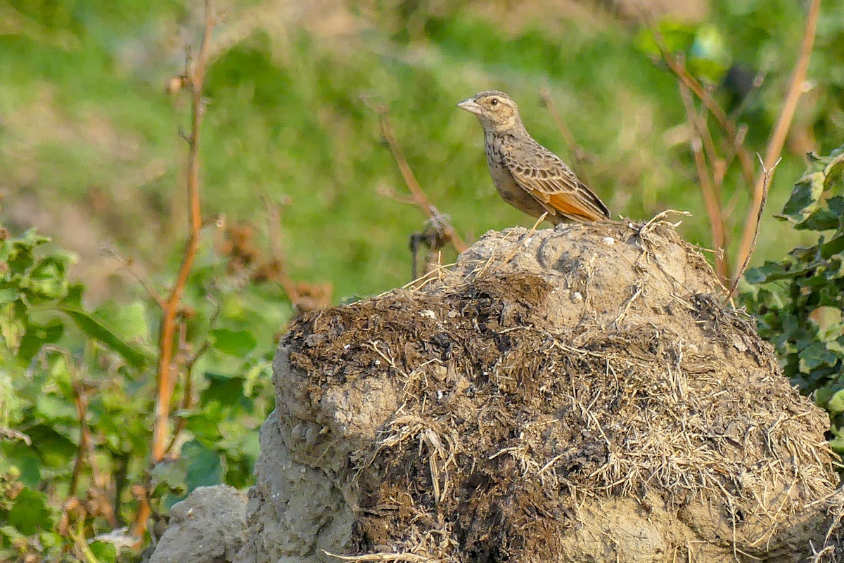 Environmental DNA could unlock biodiversity conservation in the Himala