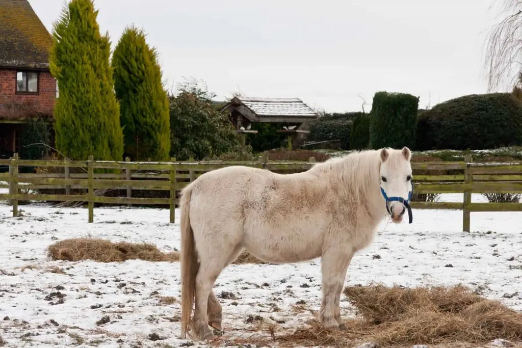 overweight pony eating hay in snowy paddock