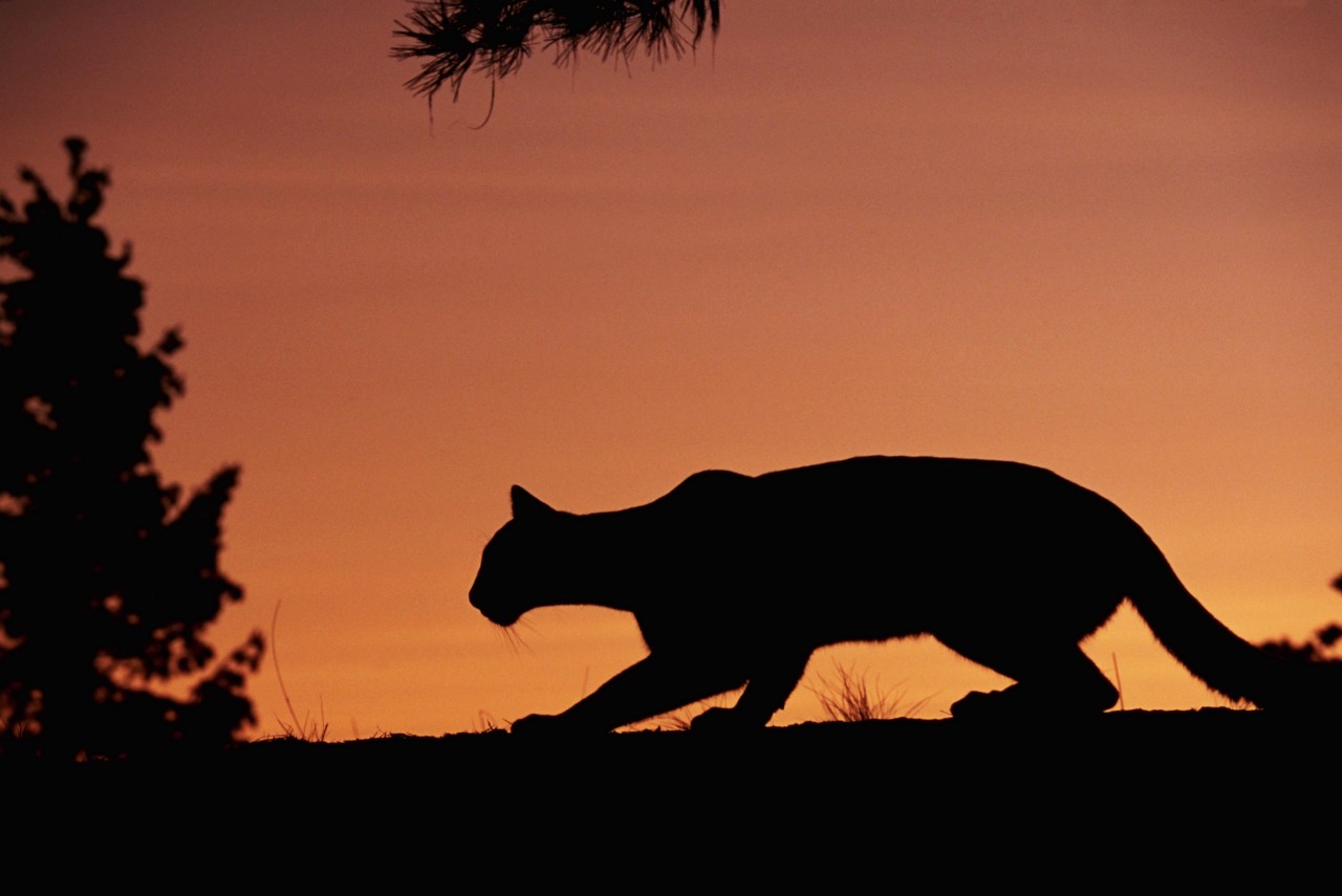 Cougar travels over 1,000 miles from Utah to Colorado