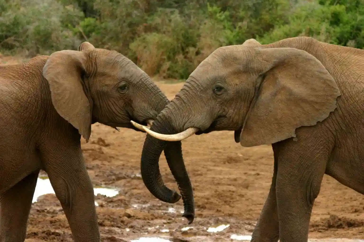 2009.12.18 - African Elephants - South Africa - Charles J. Sharp (CC BY 3.0 DEED)