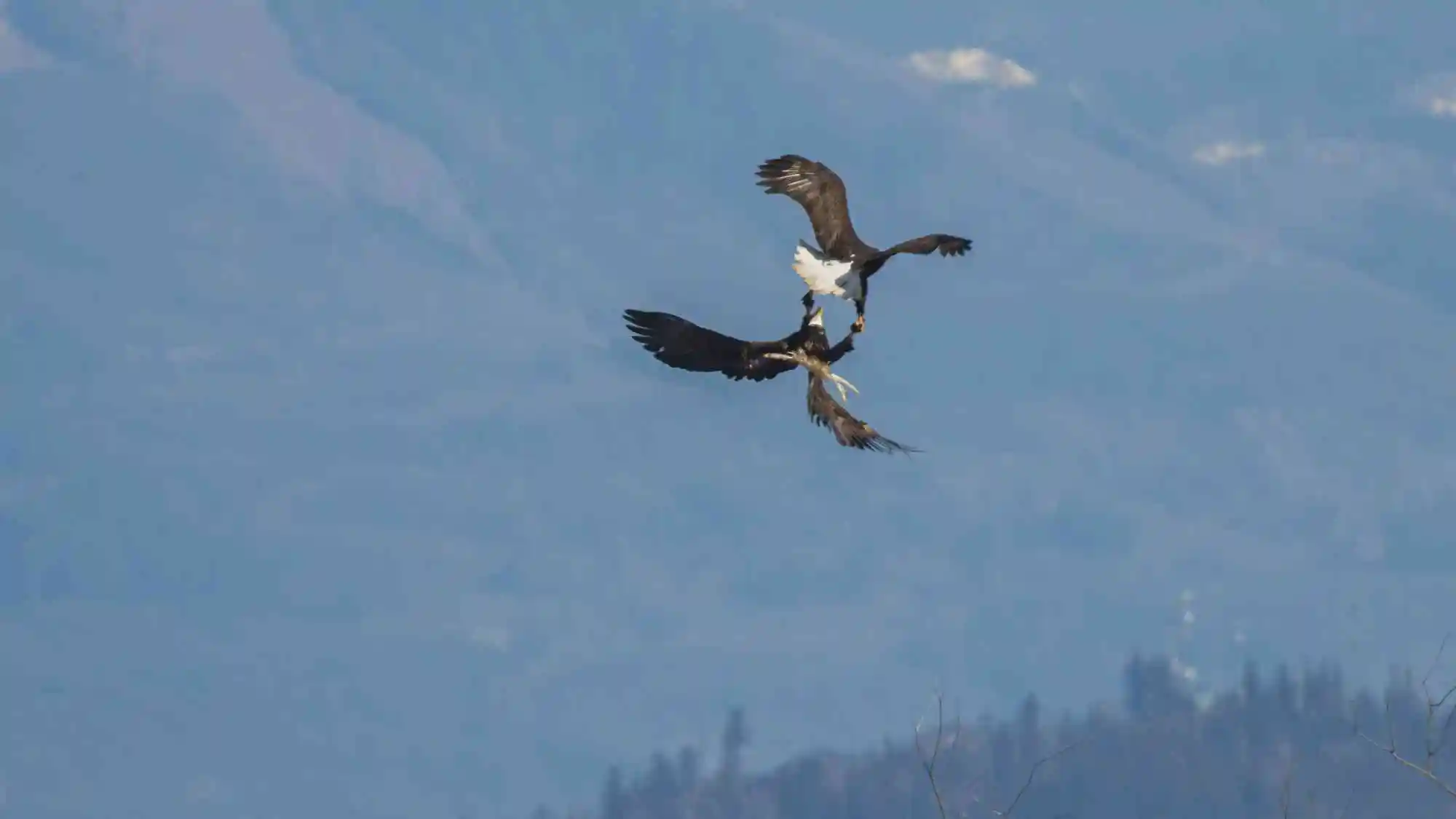 2021.04.07 - Bald Eagles - Eric Ellingson (CC BY-NC-ND 2.0 DEED)