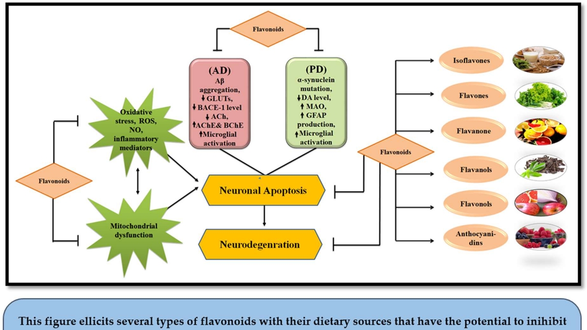 Flavonoids and Parkinson’s Disease: A New Perspective