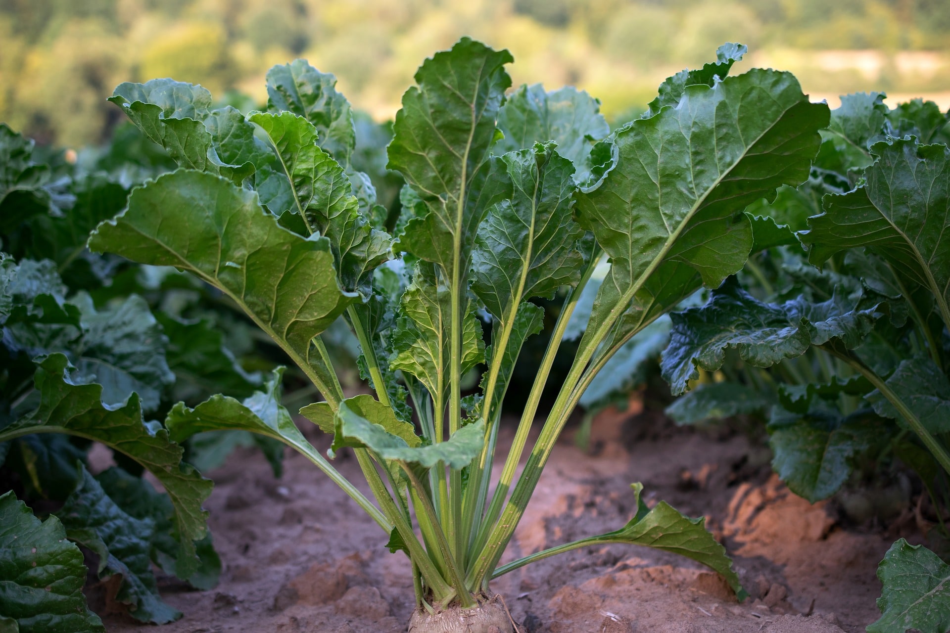 Future Farming funding boost to Sugar Beet Innovation in Norwich