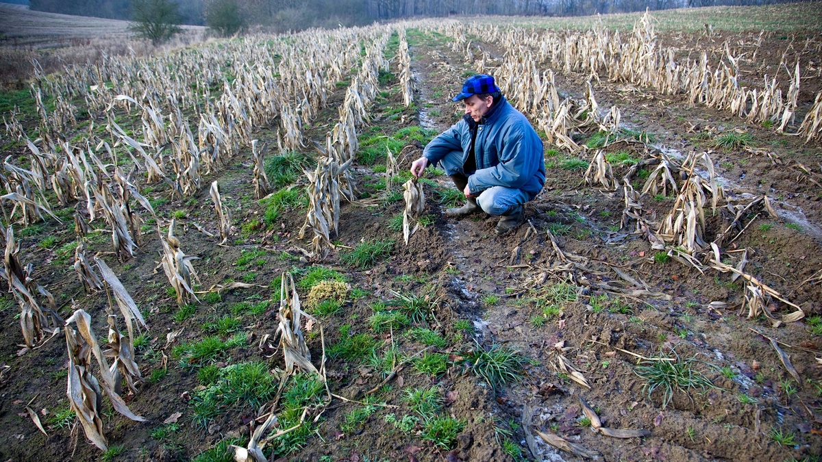 Addressing the Global Potassium Deficiency Threatening Food Security